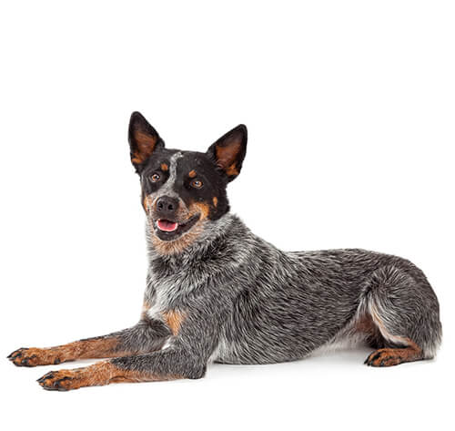 Best dog food 2025 for australian cattle dog